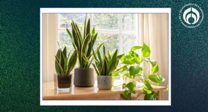 5 plantas que ayudan a purificar el ambiente de tu cuarto para que duermas mejor