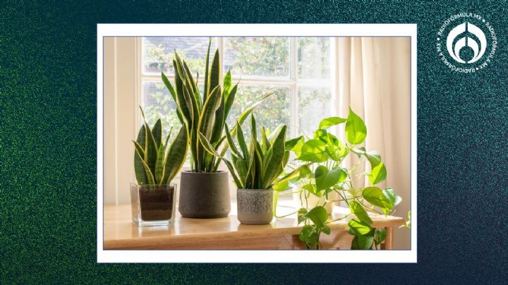 5 plantas que ayudan a purificar el ambiente de tu cuarto para que duermas mejor