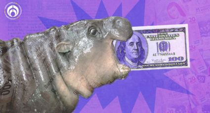 El peso anda en modo Moo Deng: ‘muerde’ al dólar y cierra en 19.28