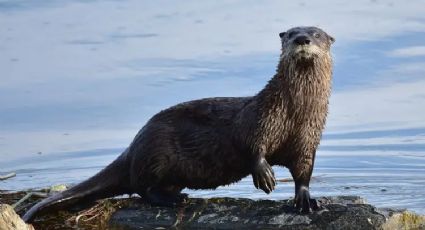 Regresan los 'perritos de agua': vuelven las nutrias tras mejora ambiental en Laguna Champayan