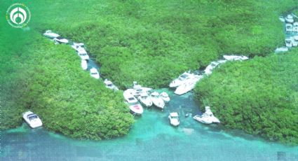 (FOTOS) Manglares de Yucatán, guardianes de la biodiversidad y protectores de desastres naturales