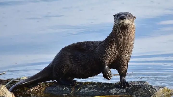 Regresan los 'perritos de agua': vuelven las nutrias tras mejora ambiental en Laguna Champayan