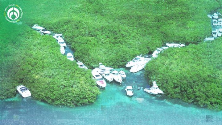 (FOTOS) Manglares de Yucatán, guardianes de la biodiversidad y protectores de desastres naturales