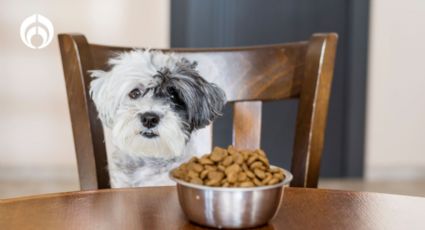 Las croquetas para perro que dejarán sus heces firmes y le ayuda con su pelaje, según Profeco