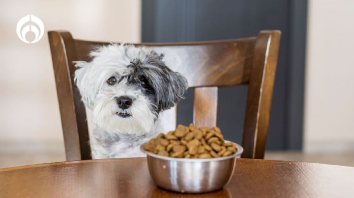 Las croquetas para perro que dejarán sus heces firmes y le ayuda con su pelaje, según Profeco