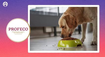 Croquetas para perro: Las mejores marcas que evitan mal olor en las heces, según Profeco