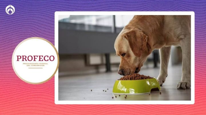 Croquetas para perro: Las mejores marcas que evitan mal olor en las heces, según Profeco