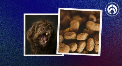 Las croquetas para perro con nutrientes indispensables y buen sabor por sólo $173, según Profeco