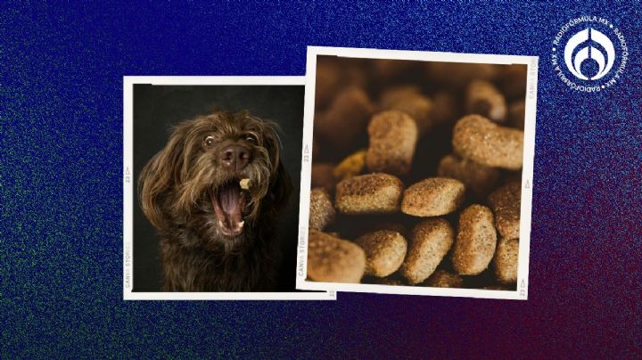 Las croquetas para perro con nutrientes indispensables y buen sabor por sólo $173, según Profeco