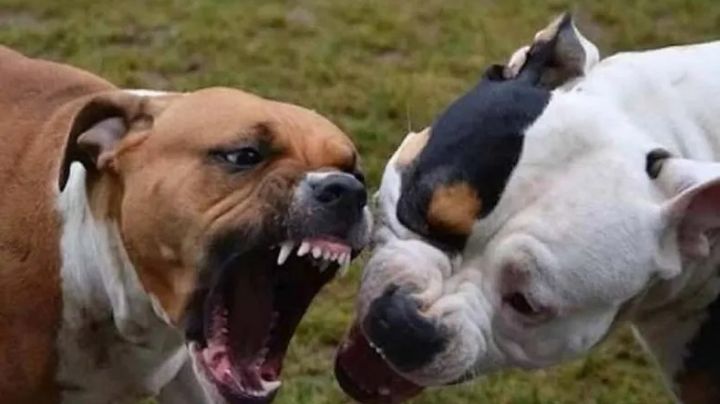 Investigan crueles peleas clandestinas de perros en el norte de Tampico