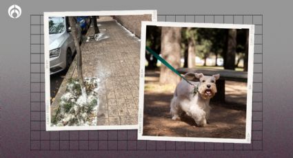 ¡Cuidado con tu lomito! Vecinos de la Condesa y Escandón denuncian que están envenenando perros