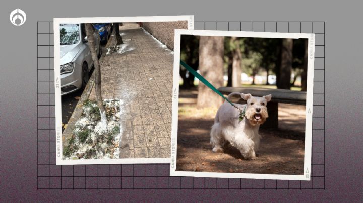 ¡Cuidado con tu lomito! Vecinos de la Condesa y Escandón denuncian que están envenenando perros