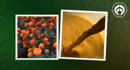 Receta para elaborar agua de cempasúchil cremosa y deliciosa para el Día de Muertos