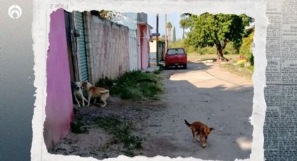 Envenenamientos en Michoacán: esto sabemos de la muerte de 70 perros y gatos en Maravatío