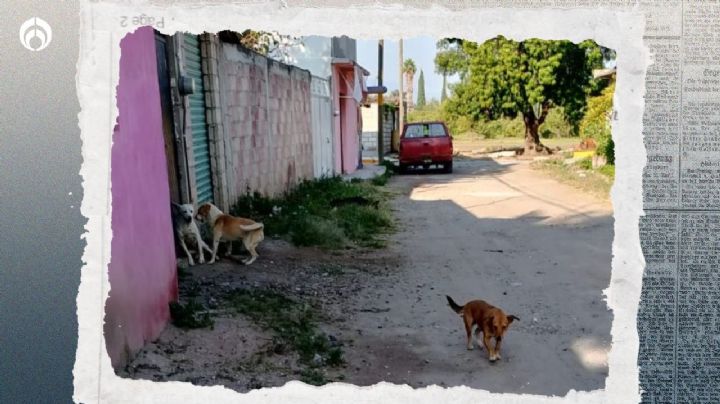 Envenenamientos en Michoacán: esto sabemos de la muerte de 70 perros y gatos en Maravatío