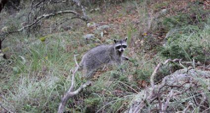 Liberan mapaches, lobos y linces en Sierra de Lobos en Guanajuato