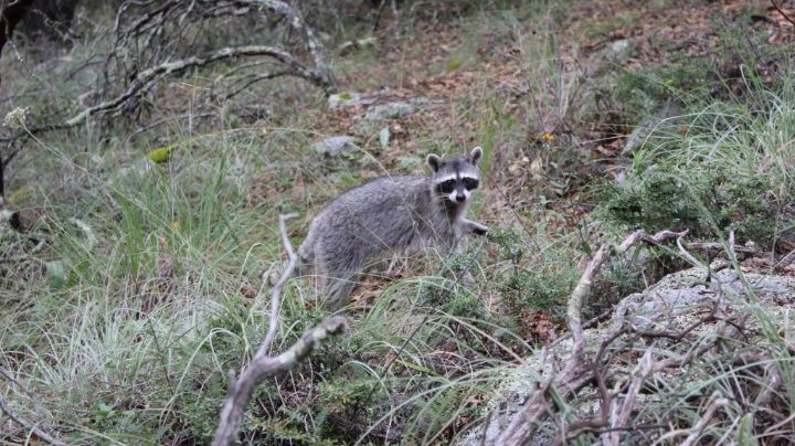 Liberan mapaches, lobos y linces en Sierra de Lobos en Guanajuato