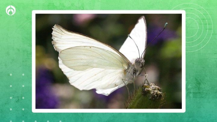 El precioso significado de las mariposas blancas que visitan tu jardín