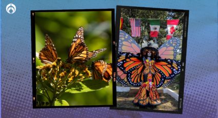 Día de Muertos y mariposas monarca, un encuentro mágico en Michoacán