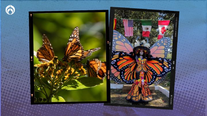 Día de Muertos y mariposas monarca, un encuentro mágico en Michoacán