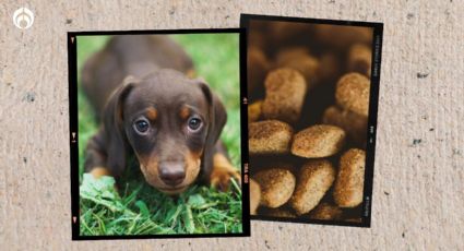 Las croquetas americanas de buena calidad, altas en proteína y aprobadas por Profeco