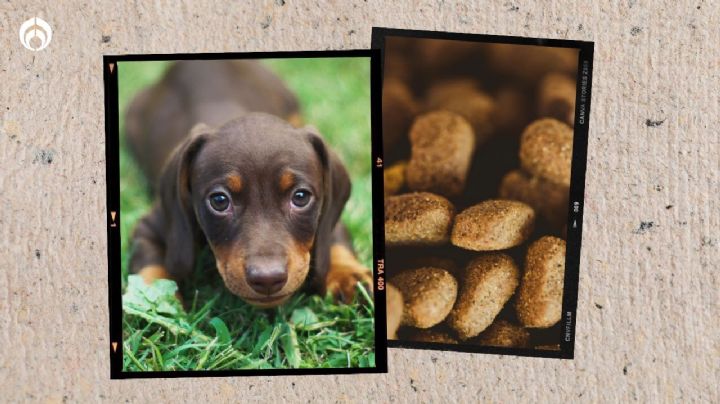 Las croquetas americanas de buena calidad, altas en proteína y aprobadas por Profeco