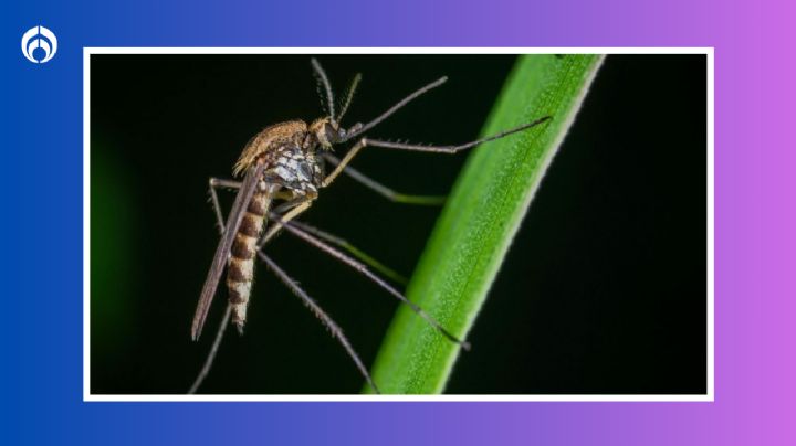 Estas 3 plantas atraen a los mosquitos y deberías quitarlas de tu jardín