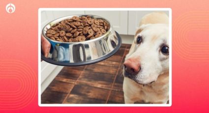 Las croquetas para perro muy baratas con más proteína para un pelo brilloso, según Profeco