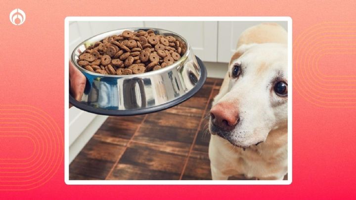 Las croquetas para perro muy baratas con más proteína para un pelo brilloso, según Profeco