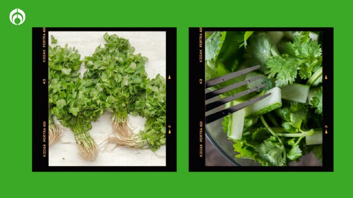 La forma correcta de desinfectar el cilantro sin usar químicos