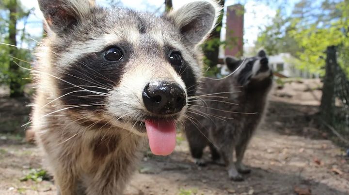 (VIDEO) Mapaches hacen el 'mandado' en mercado de Tampico y ponen en jaque a clientes