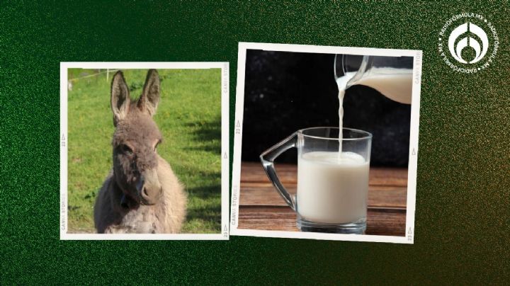 Leche de burra: ¿De verdad es saludable y dónde la puedes conseguir?