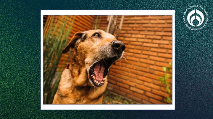 Ley anti-ladridos: aprueban sanciones a dueños de perros que hagan ruido en la noche