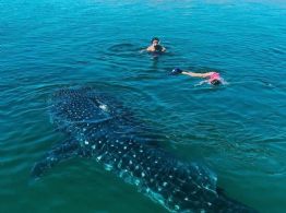 A partir de esta fecha podrás nadar con el tiburón ballena en La Paz