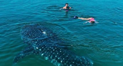 A partir de esta fecha podrás nadar con el tiburón ballena en La Paz