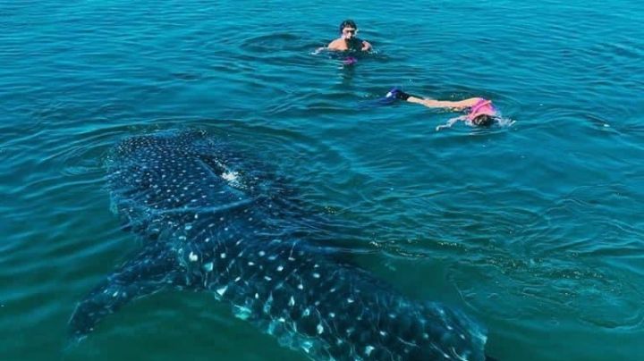 A partir de esta fecha podrás nadar con el tiburón ballena en La Paz