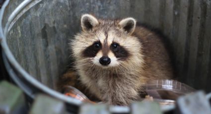 ¿Ahora viudas negras? Además de los mapaches arañas venenosas amenazan mercado de Tampico