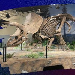 ‘¡Lleve su dinosaurio!’: Venden en 6.6 mde el esqueleto de triceratops más grande del mundo