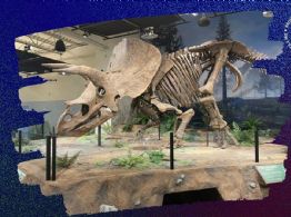 ‘¡Lleve su dinosaurio!’: Venden en 6.6 mde el esqueleto de triceratops más grande del mundo