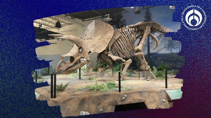 ‘¡Lleve su dinosaurio!’: Venden en 6.6 mde el esqueleto de triceratops más grande del mundo