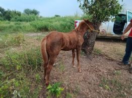 Crueldad animal: arrastran a un 'caballito' con una camioneta en Tamaulipas