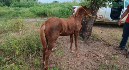 Crueldad animal: arrastran a un 'caballito' con una camioneta en Tamaulipas