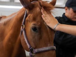 Proponen ley para garantizar el bienestar de animales de trabajo en Tamaulipas