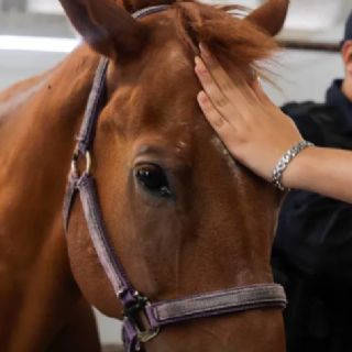 Proponen ley para garantizar el bienestar de animales de trabajo en Tamaulipas