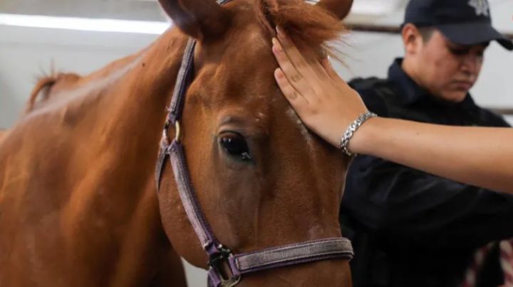 Proponen ley para garantizar el bienestar de animales de trabajo en Tamaulipas