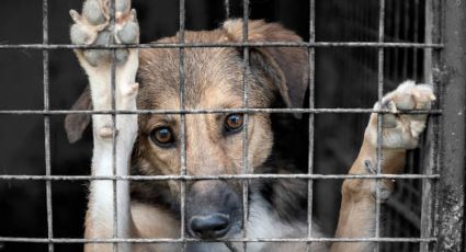 25 reportes diarios de maltrato animal sacuden a la comunidad altamirense