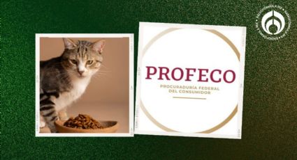 Las croquetas de gato que sí tienen proteína, son saludables, tienen aval de Profeco y valen $99