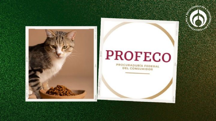 Las croquetas de gato que sí tienen proteína, son saludables, tienen aval de Profeco y valen $99