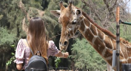 ¡Cobijas de tigre para todos! Zoo León protege a animalitos por frente frío