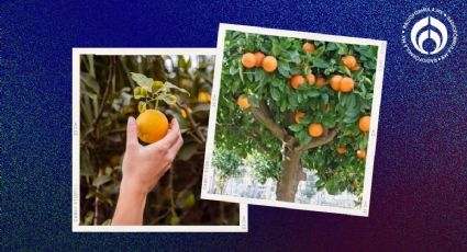 ¿A quién le pertenece la fruta de los árboles que están plantados en la calle?